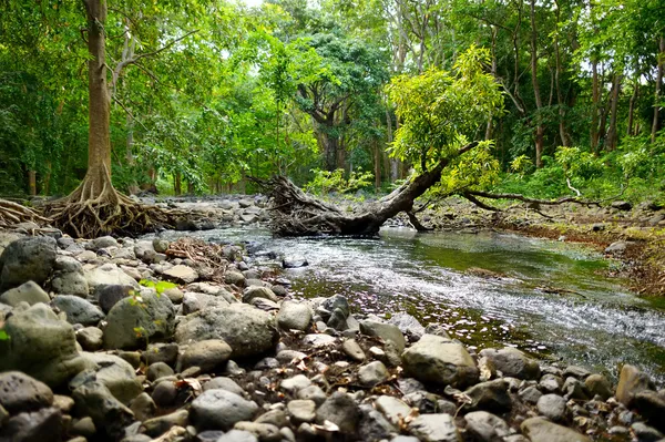 毛里求斯岛的热带丛林 — 图库照片