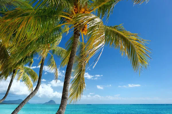 Tropical beach with a palm tree — Stock Photo, Image