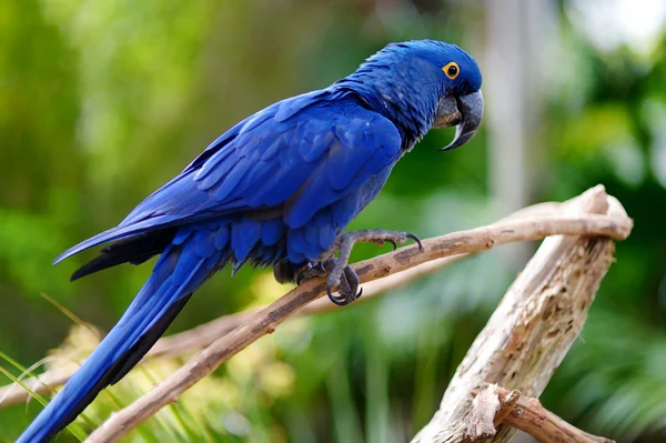 Blue macaw parrot on a branch — Stock Photo, Image