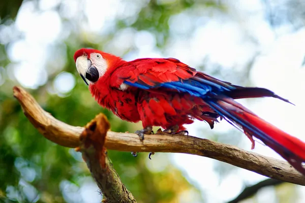 Papagaio de arara vermelho em um ramo — Fotografia de Stock