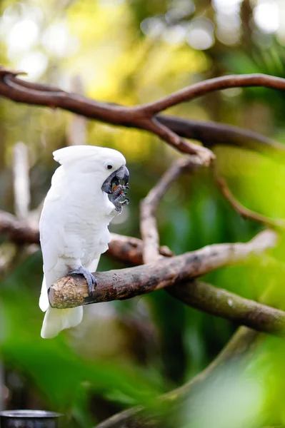 지점에 흰색 앵무새 앵무새 — 스톡 사진