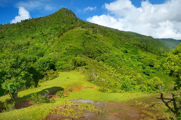 Jungles tropicales de l'île Maurice — Photo