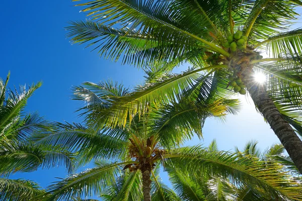 Palmy na tropikalnej wyspie — Zdjęcie stockowe