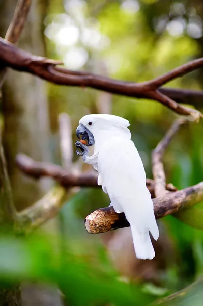 White cockatoo parrot on a branch — Stock Photo, Image