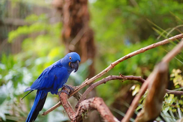 Blue macaw parrot — Stock Photo, Image