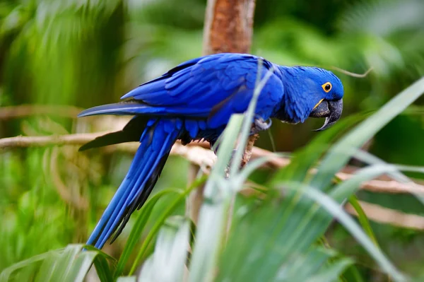 Blue macaw parrot — Stock Photo, Image