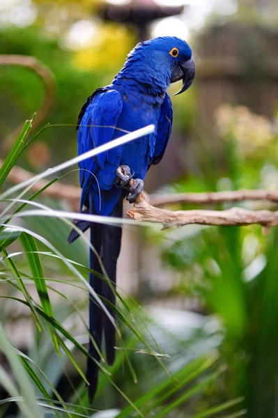 Blue macaw parrot — Stock Photo, Image