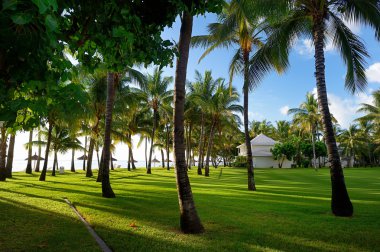 Çim ve Hindistan cevizi avuç içi Mauritius Adası