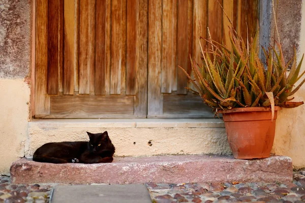 Grote zwarte kat — Stockfoto