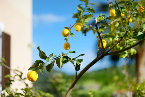 Mogna citroner träd — Stockfoto