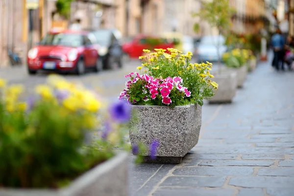 Flores en la ciudad — Foto de Stock