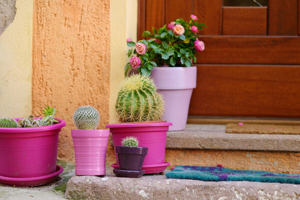Cactuses in colorful pots