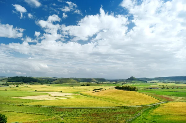 Gelbe und grüne Wiese — Stockfoto