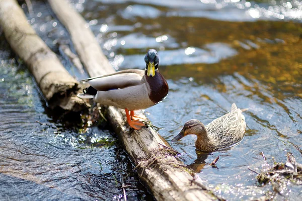 Ördekler nehir — Stok fotoğraf