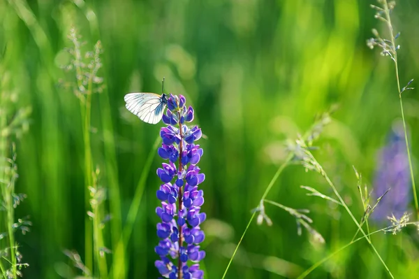 Biały motyl na łubin niebieski — Zdjęcie stockowe