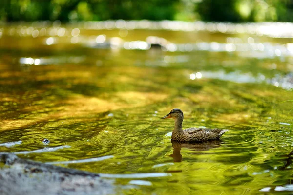 Raţă în râu — Fotografie, imagine de stoc