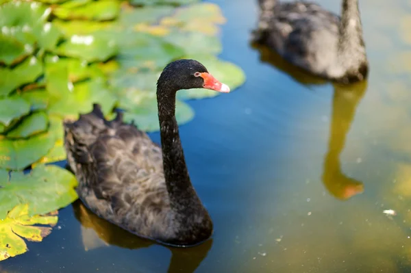 Hermosos cisnes negros — Foto de Stock