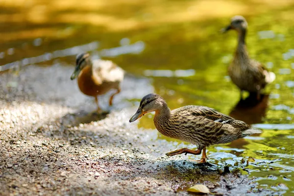 Ördekler nehir — Stok fotoğraf