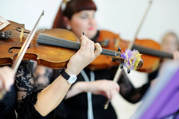 Musikerna spelar violiner — Stockfoto