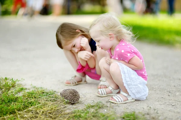 ハリネズミと遊ぶ 2 人の姉妹 — ストック写真