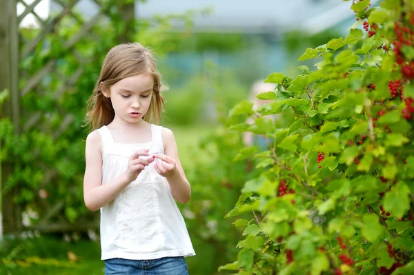 Girl picking red currants — Stock Photo, Image