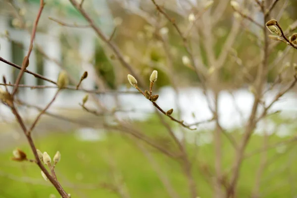 Nuevos Brotes Suaves Frescos Sentados Las Ramas Los Árboles Magnolia — Foto de Stock