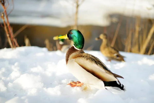 Kachna Řeky Slunečného Dne Zimě Ptáci Přírodě — Stock fotografie