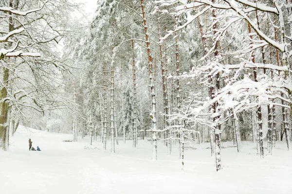 雪に覆われた森の美しい景色 樹氷と霜が木々を覆っています 寒い冬の日 リトアニアのヴィリニュス近くの風景冬の風景 — ストック写真