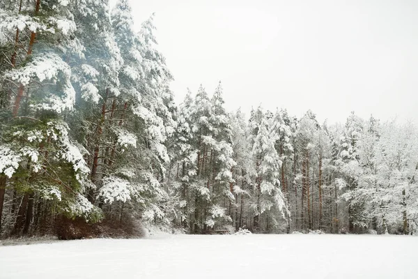 Belle Vue Sur Forêt Enneigée Glace Rime Gelée Blanche Recouvrant — Photo