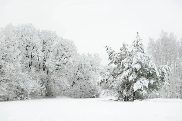 Karla kaplı ormanın güzel manzarası. Rime buzu ve ağaçları kaplayan buz kütleleri. Soğuk bir kış günü. Vilnius, Litvanya yakınlarındaki manzaralı kış manzarası.