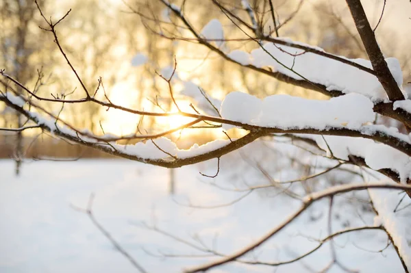 Schöne Aussicht Auf Schneebedeckten Wald Reifglätte Und Raureif Bedecken Bäume — Stockfoto