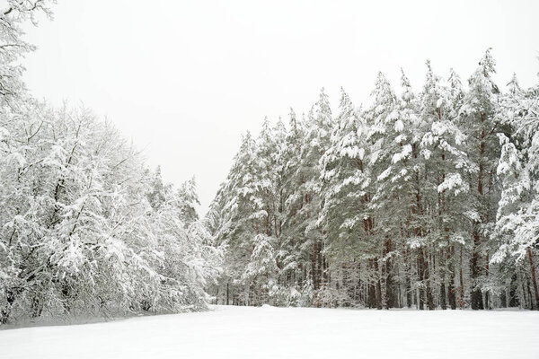 Прекрасный вид на заснеженный лес. Римовый лед и седина, покрывающие деревья. Холодный зимний день. Живописный зимний пейзаж под Вильнюсом
.
