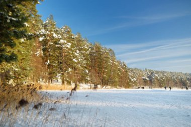 Balzis Gölü 'nün buzla kaplı güzel manzarası. Küçük bir gölü çevreleyen karlı çam ormanları. İnsanlar kışın akşam yürüyüşü yapıyor. Vilnius, Litvanya yakınlarındaki manzaralı kış manzarası.