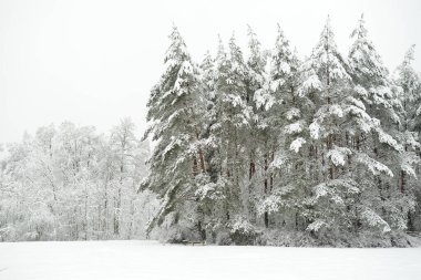 Karla kaplı ormanın güzel manzarası. Rime buzu ve ağaçları kaplayan buz kütleleri. Soğuk bir kış günü. Vilnius, Litvanya yakınlarındaki manzaralı kış manzarası.