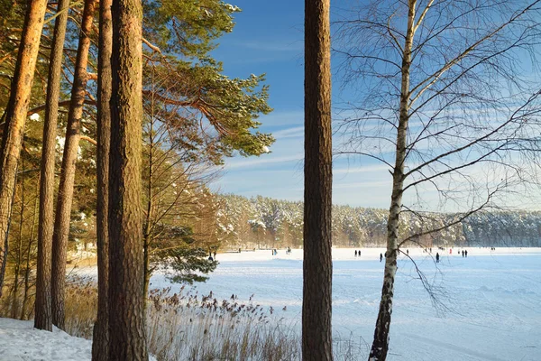 Schöne Aussicht Auf Den Eisbedeckten Balzissee Verschneite Kiefernwälder Umgeben Einen — Stockfoto