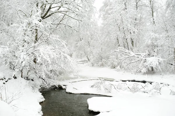 Belle Vue Sur Forêt Enneigée Rivière Étroite Qui Coule Entre — Photo