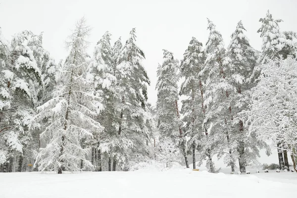 Hermosa Vista Del Bosque Cubierto Nieve Hielo Campanas Heladas Que — Foto de Stock