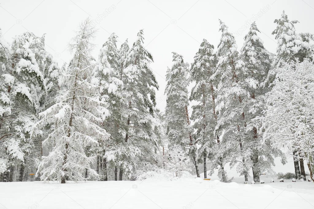 Beautiful view of snow covered forest. Rime ice and hoar frost covering trees. Chilly winter day. Scenic winter landscape near Vilnius, Lithuania.