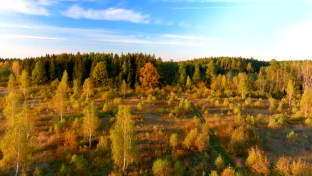 Légi kilátás egy gyönyörű őszi erdő szélén egy napos este — Stock videók