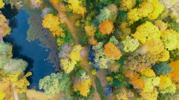 Vista aérea giratoria de arriba hacia abajo de un sendero en un bosque otoñal — Vídeo de stock