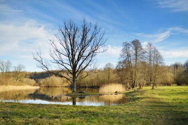 Çıplak ağaçlar göl suyunda yansıyor ve güneş ışığında yeşil çimenler.