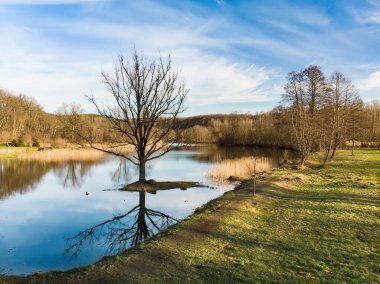 Göl kıyısı ve ormanın havadan görünüşü