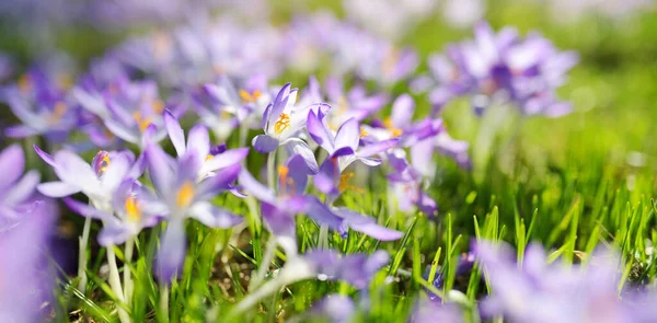 Selektivt Fokus Violetta Blommor — Stockfoto