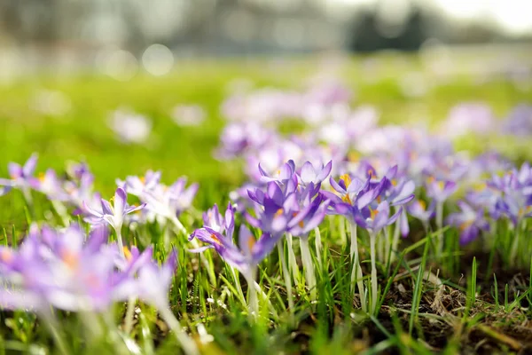 紫色の花の選択的な焦点は — ストック写真