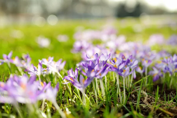 Foyer Sélectif Des Fleurs Violettes — Photo