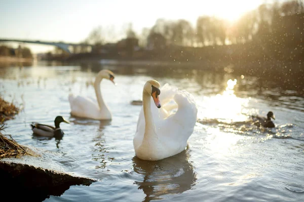 Dwa Białe Łabędzie Kaczki Pływające Jeziorze Rozbryzganymi Kroplami Wody Słońcu — Zdjęcie stockowe