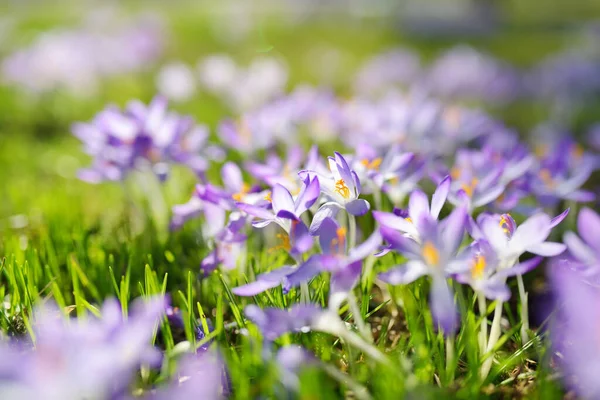 Violetta Blommor Närbild — Stockfoto