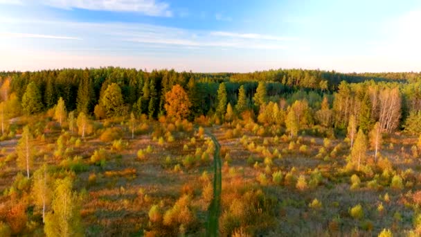 Вид с воздуха на красивый край осеннего леса в солнечный вечер — стоковое видео