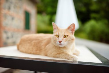 Güzel ve güneşli bir yaz gününde sevimli kırmızı bir kedi.