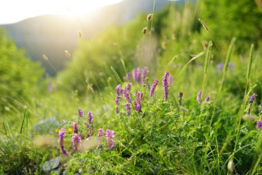 Monti Sibillini dağlarında çiçek açan yabani çiçekler. Monti Sibillini Ulusal Parkı 'nın güzel yeşil alanları, Umbria, İtalya.